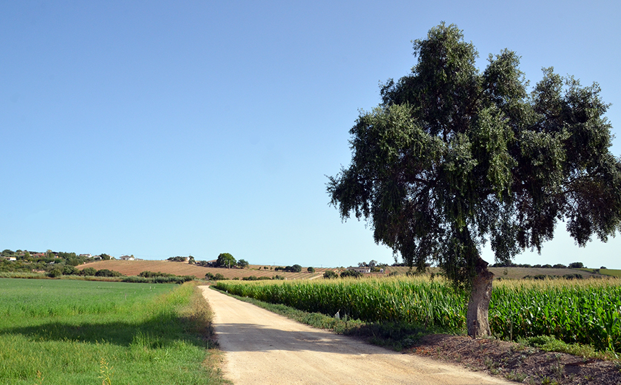Andalucia Luxury Bike Tour in the countryside
